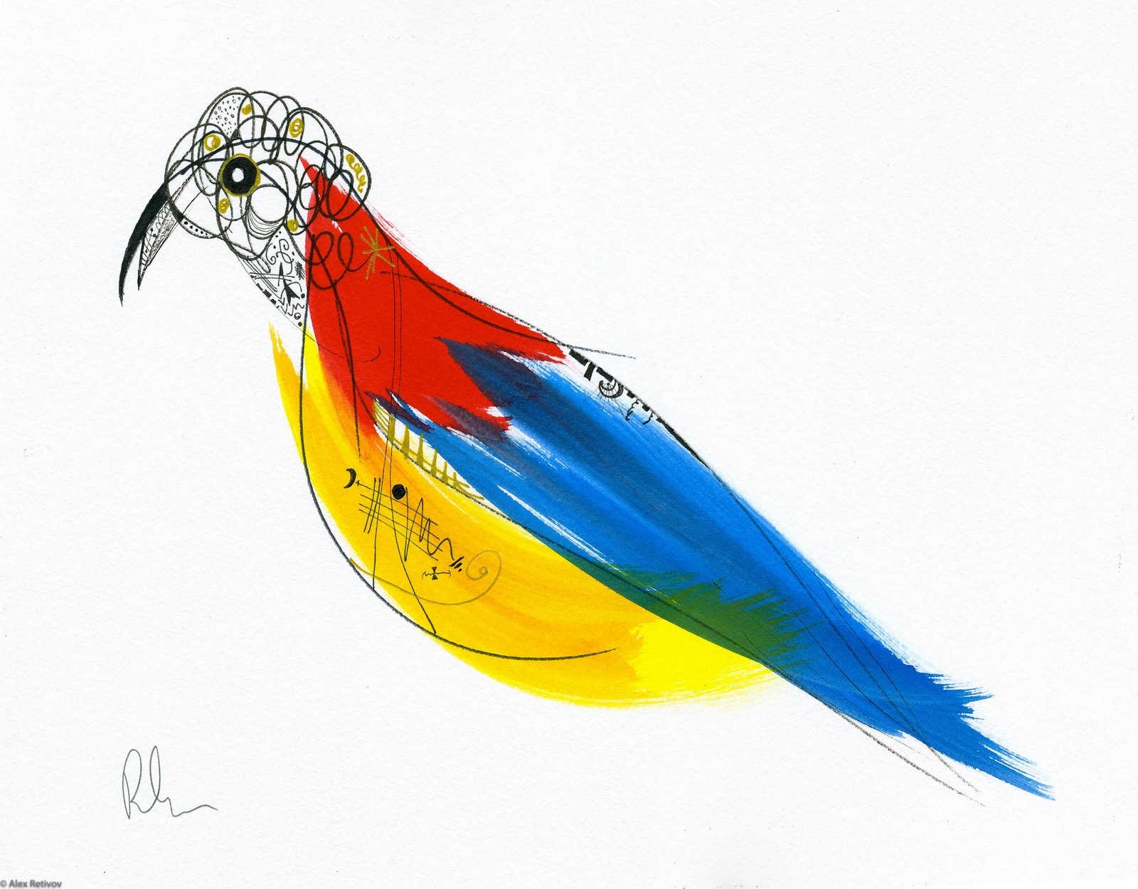 Trichoglossus Vibronic With Blue Tail Feathers - Private Collection